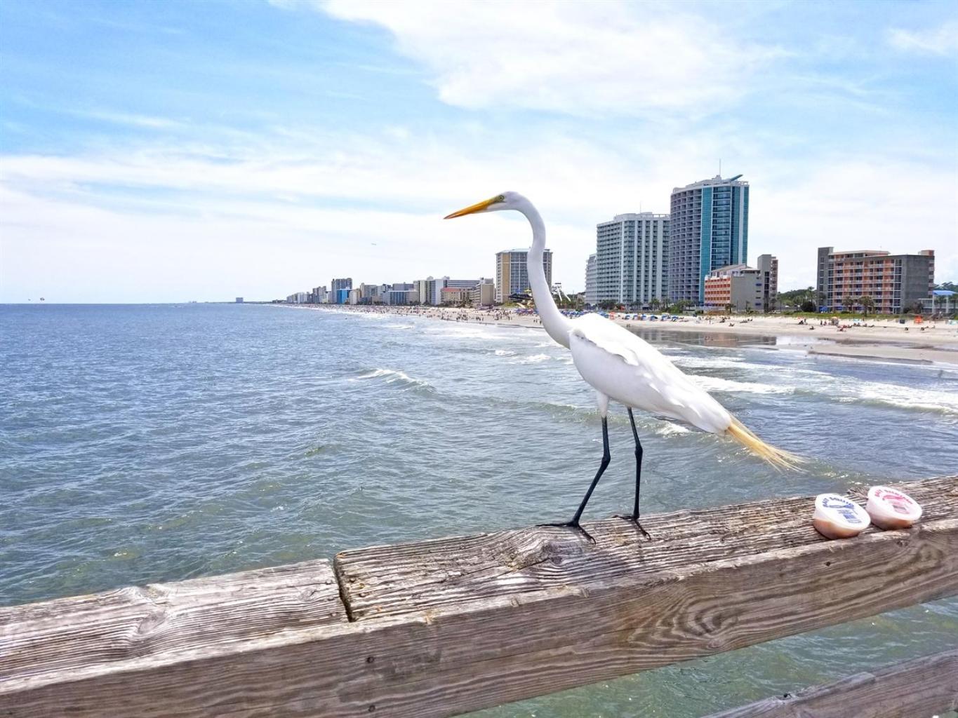 New Amazing Corneramazing Views Honeymoon Suite! Myrtle Beach Eksteriør bilde